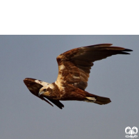 گونه سنقر تالابی Western Marsh Harrier